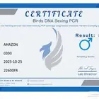 ذكر ببغاء يلوناب