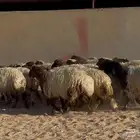 جذعات نعيم دبس طيبه العدد 25 سعر البيع 1150