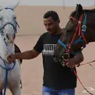 مطلوب مدرب خيل سايس سوداني تشادي او صومالي او اثيبوبي فقط
