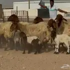 غنم نعيم دبس متابيع 9 معها 9