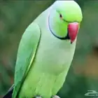اقبل جميع الطيور تبني