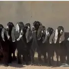 معزا عوارض عطر وربش فااخره العدد 17