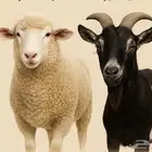 وصلت الذبائح الطازجة