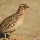 للبيع سمان حي الموقع الخرج العفجة