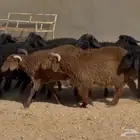 ذبايح مهجنه طيبه العدد 22 الغالب خروف