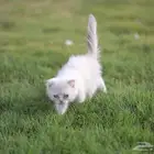 قطط سكوتش