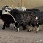 غنم نجد دفيع طيبه العدد 6