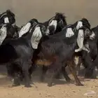 عرض رقم 3 جذعات عوارض ربش وسم واحد العدد 15 بالفحول 2