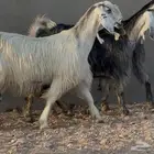 معزا مصريات جم طيبه دفيع العدد 3 البيع 1500
