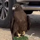 مطلوببب بكه نادره