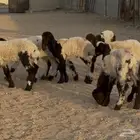 دواغير نعيم الغالب خروف العدد 11 البيع 650