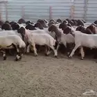 جذعات نعيم دبس فااخره العدد 60