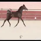 للبيع مهره واهو فاخره الحد 6500 تم البيع