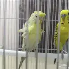 للبيع ازواج