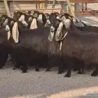 مراح عوارض طيبه العدد 20