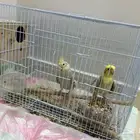 ببغاء