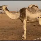 خلفه وضحى للبيع