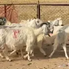 معزا مصريات متابيع طيبه عيالها ذبايح العدد 8 معها 8
