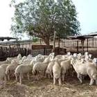 بهم حري وسط 37