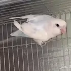 روز ذكر منتج شرط