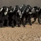 جفار عوارض ربش طيبه العدد 17 بالفحول 4