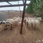 طليان ورخال