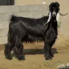 معزا عوارض ربد وربش متابيع طيبه 13 معها 13 والفحل