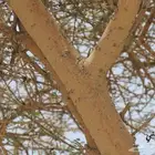 بذور شجرة السمر