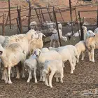 صان حرية مقنوي مراح