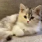 قطه للبيع