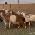 معزا مصريات طيبه الغالب دفيع العدد 10
