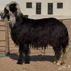فحل مهجل فاخر رباع