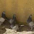 نوادر القطيفي القلاب