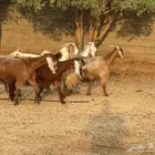 معزاء دفيع