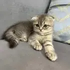 قطط كتن سكوتش للبيع