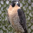 الي يخبر صقر للبيع