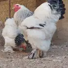 فراريج و ديك كونك سلالة خوارج
