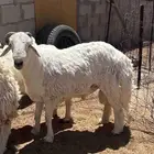 خروف حري ثني