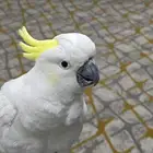 ببغاء كوكاتو سيلفر للبيع