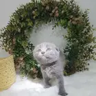قطه كيتن ذكر سكوتش