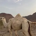 ناقة لقحة للبيع ام ثالث