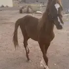 حصان للبيع