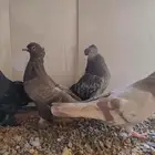 حمام تركي