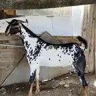 تيس بيشي