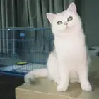 بريتش للبيع ( British )