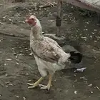 دجاجة هجين باكستاني معا فارسي