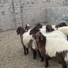 رخال