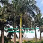 نخل واشنطني نخل ملوكي ثيل طبيعي للبيع