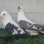جوز سوالوو 