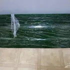 شماسية البي اخضر شفاف
